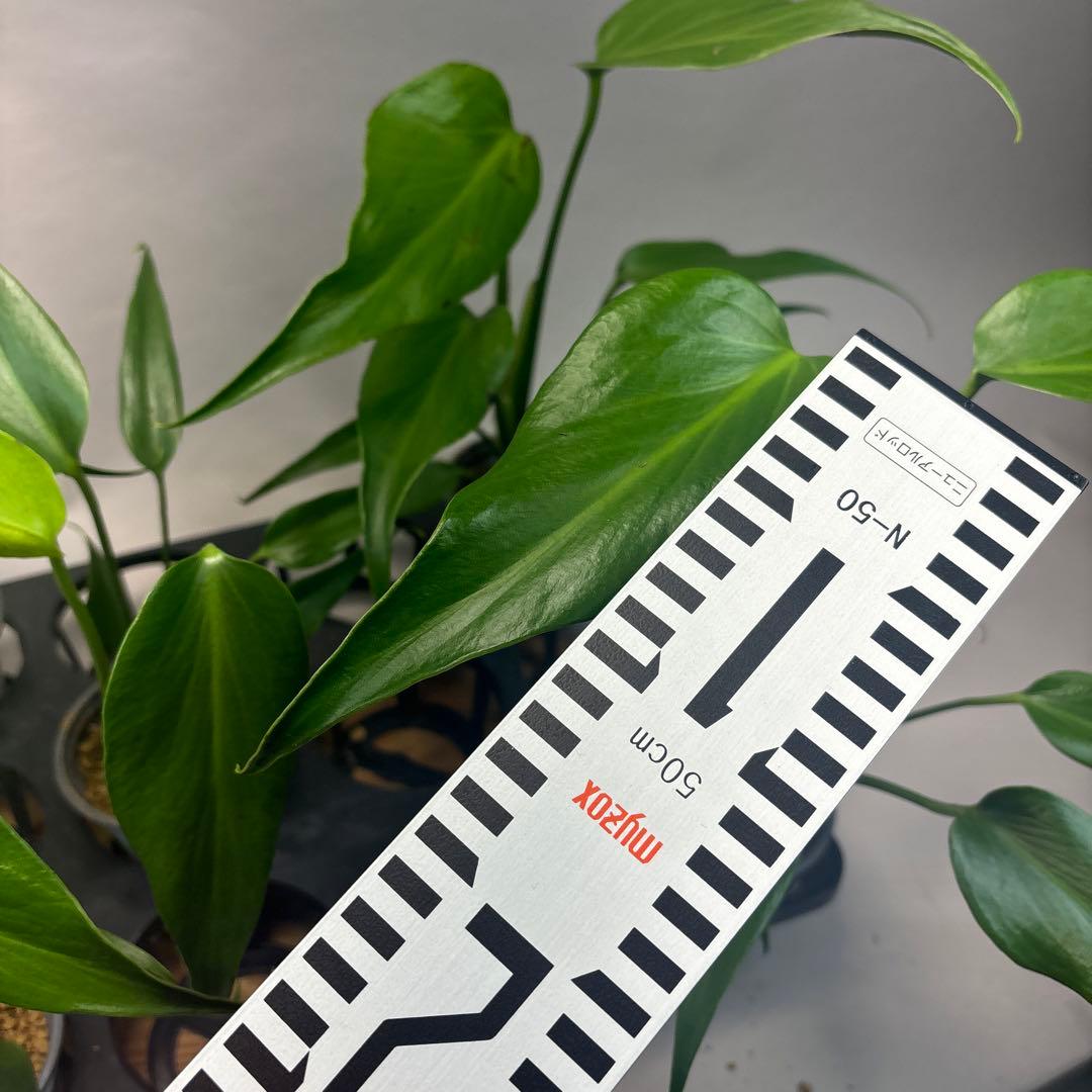 ち*か様 5株セットL034 モンステラ バールマルクスフレーム