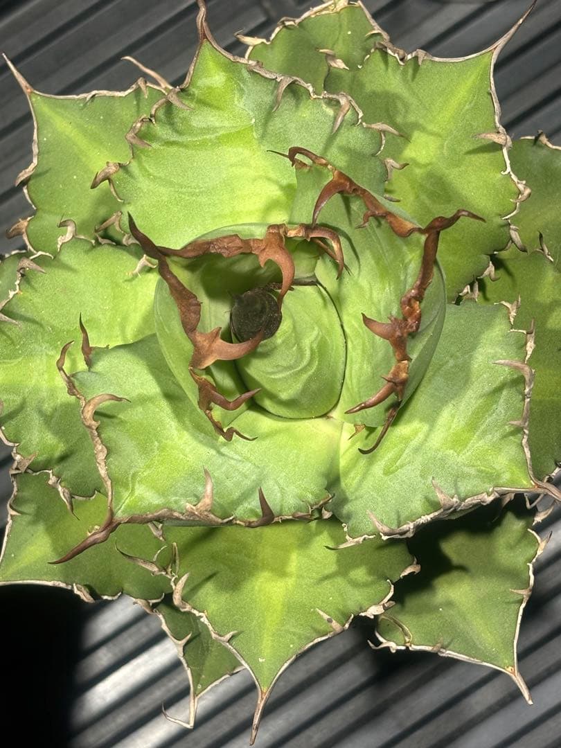 特選！アガベチタノタ牛魔王（極上株）S級血統高級品種super牛魔王大株激レア！