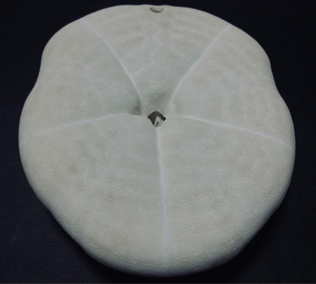 タコノマクラ 棘皮動物 ウニ カシパン たこのまくら② - メルカリ