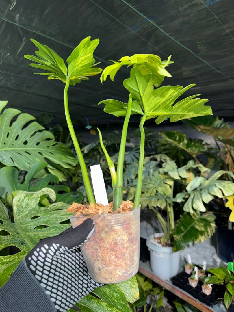 KN3 フィロデンドロン　キティナ　健康株