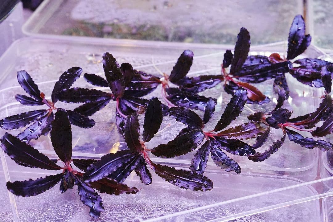 クダガン 5株 ブセファランドラ 水上葉 組織培養 水草セット - メルカリ