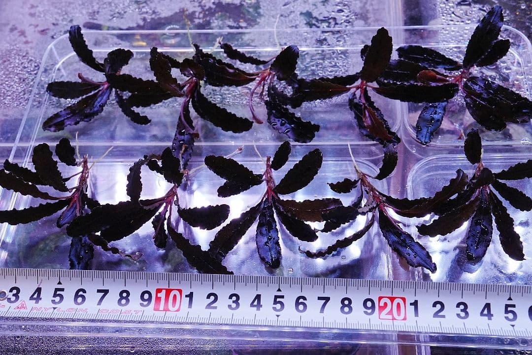 クダガン 5株 ブセファランドラ 水上葉 組織培養 水草セット - メルカリ