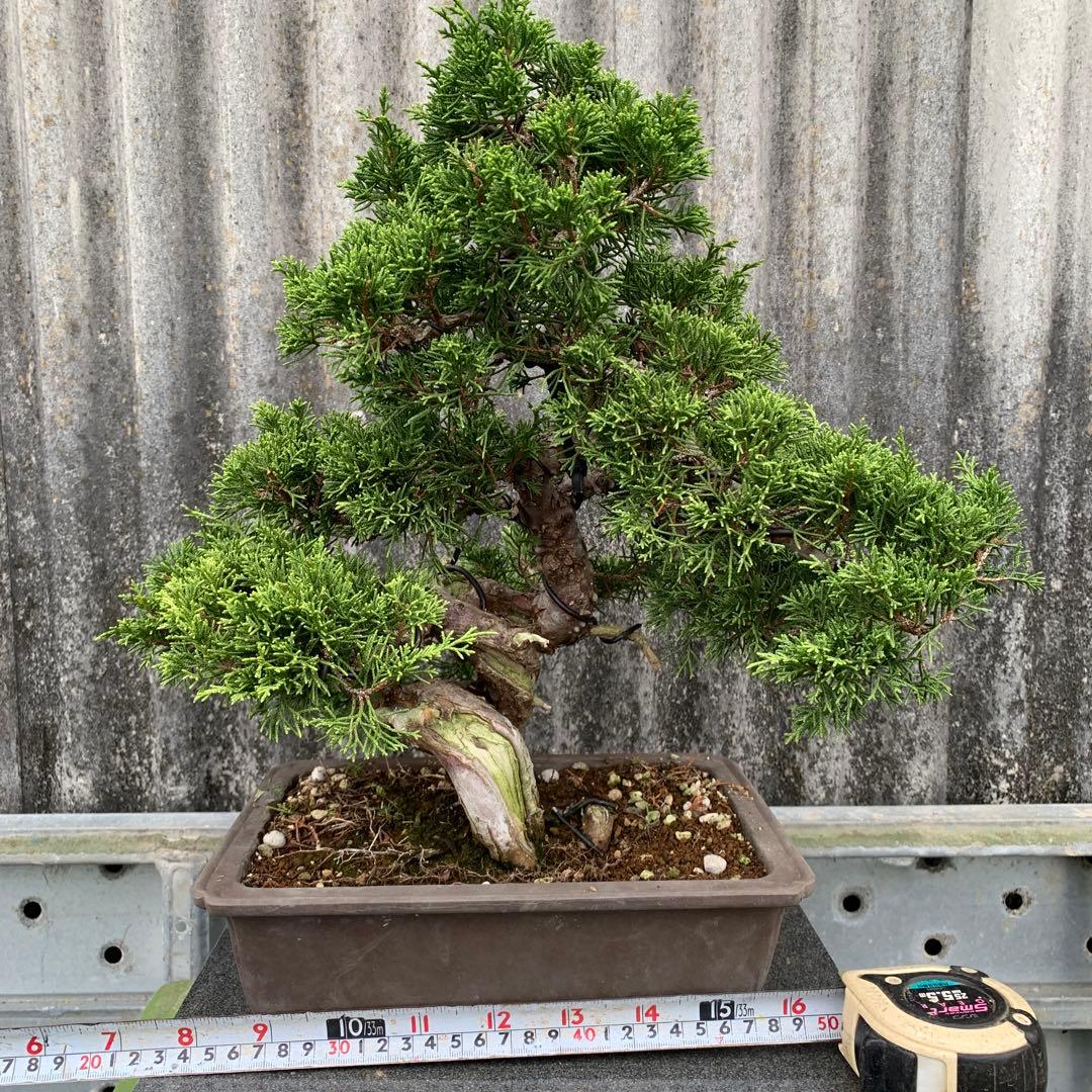 糸魚川真柏　模様木　SSA5