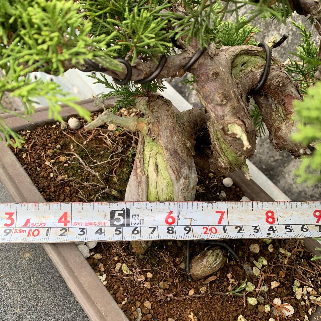 糸魚川真柏　模様木　SSA5