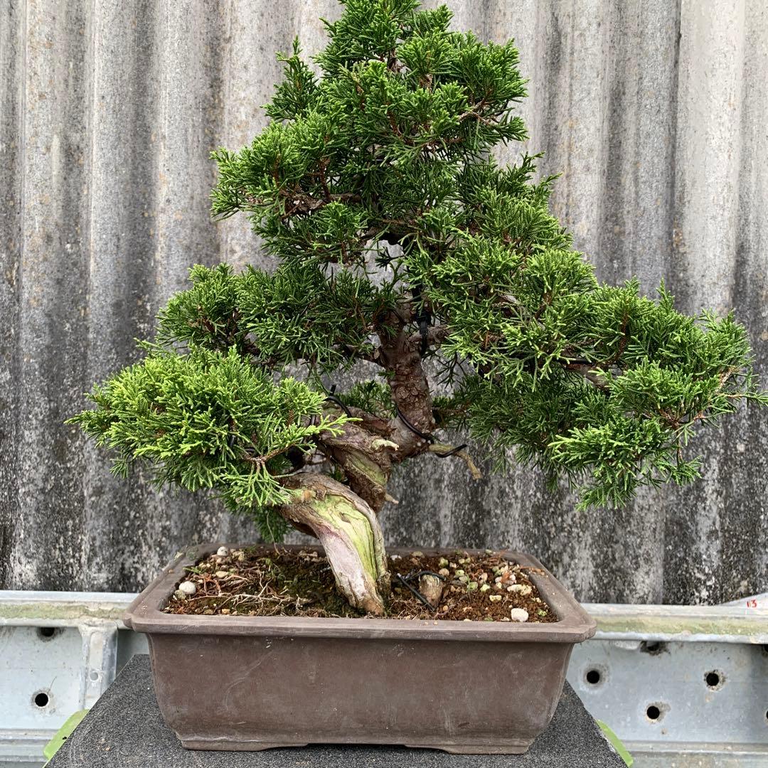 糸魚川真柏　模様木　SSA5