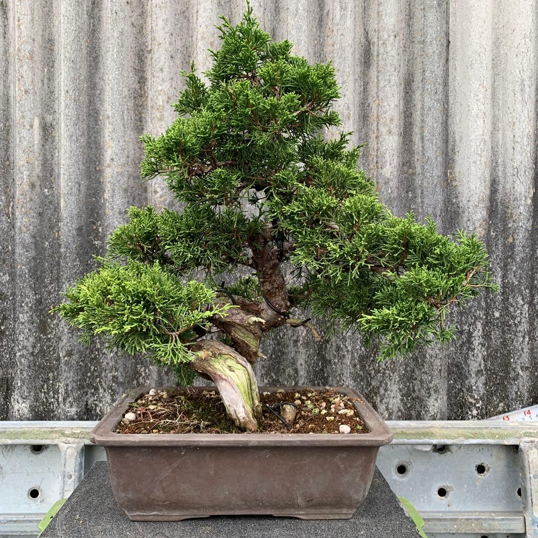 糸魚川真柏　模様木　SSA5