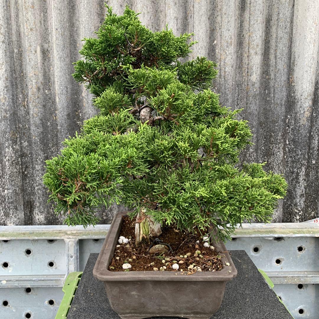 糸魚川真柏　模様木　SSA5