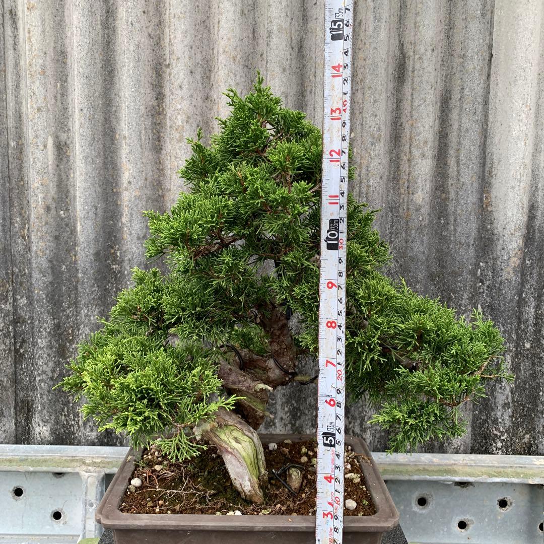 糸魚川真柏　模様木　SSA5