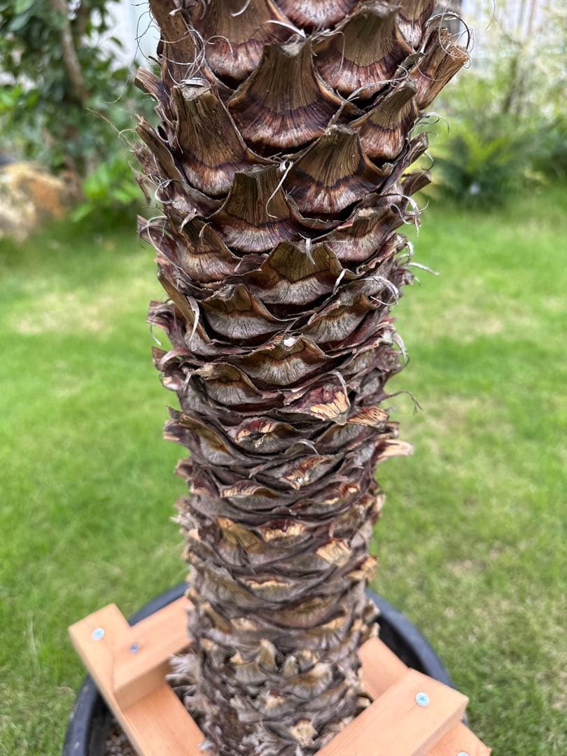 ユッカ　フィリフェラ　発根済　130cm