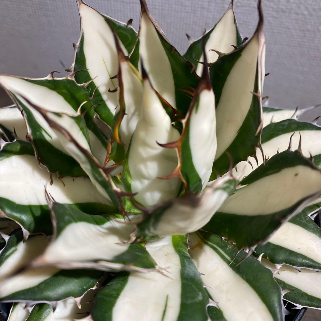 アガベ　ホリダ白中斑入　極上ラスト