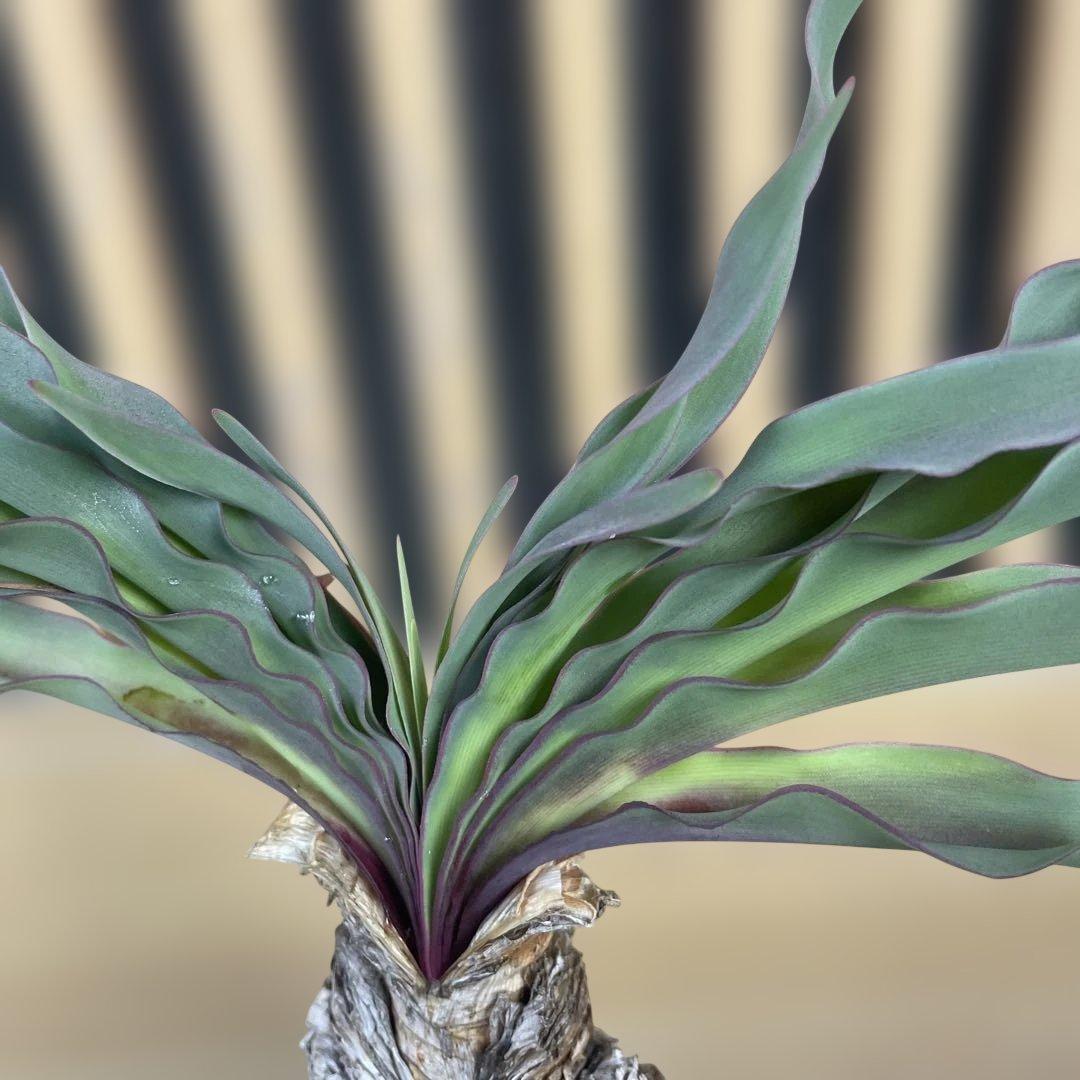 b*o様 ブーファン ディスティチャ