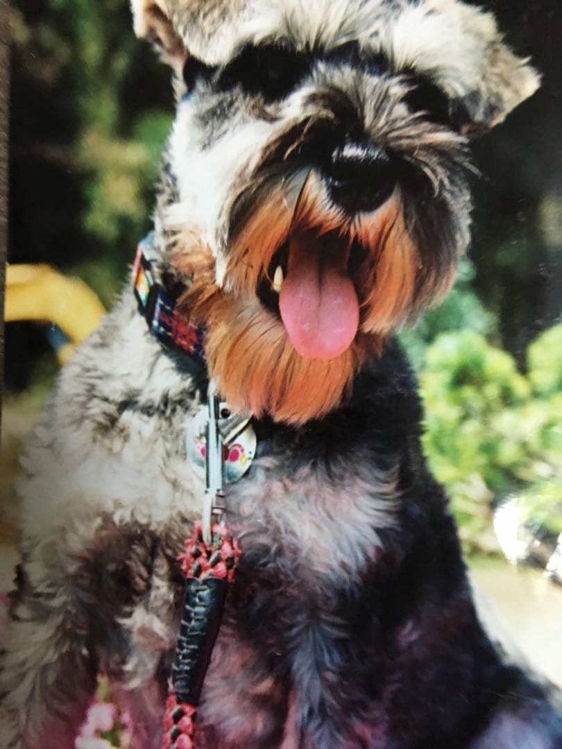 エルロデオ ポンチョコート