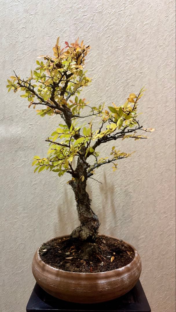 極太!古樹! 樹高42㎝　荒皮性ニレケヤキ　中品盆栽　真柏　黒松　五葉松　紅葉