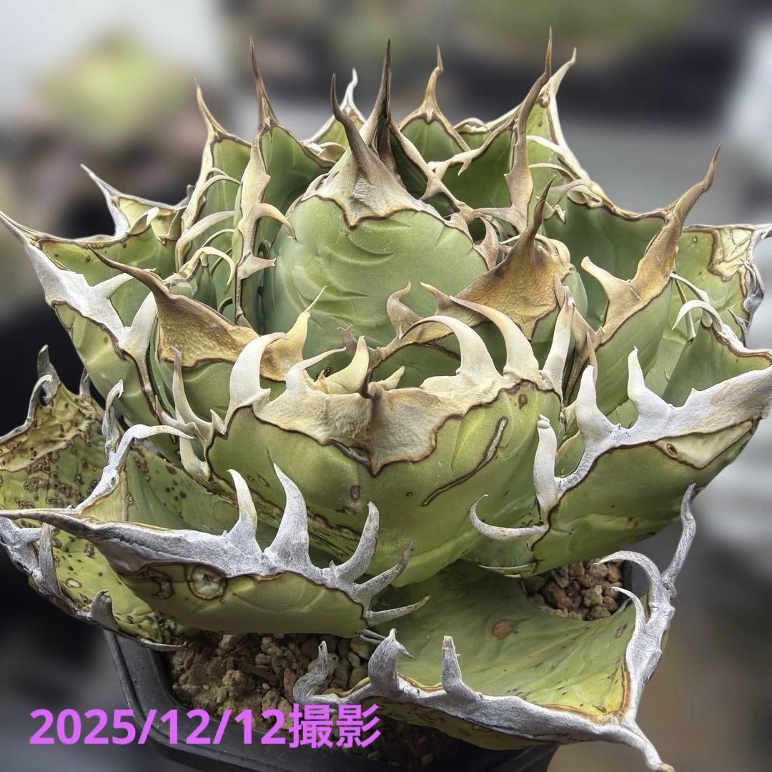 アガベ オアハカ 現地球 活着済み オテロイ チタノタ - メルカリ