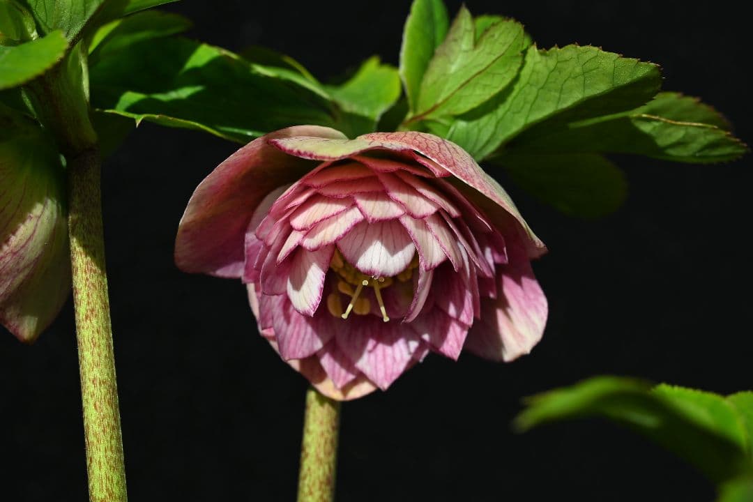 クリスマスローズ　認定アンティークアフロディーテ　フレグランスタイプ　加藤農園