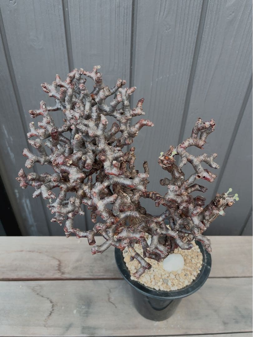 《期間限定販売❗️》『ペラルゴニウム　ミラビレ③』現地球　発根済み極美大株