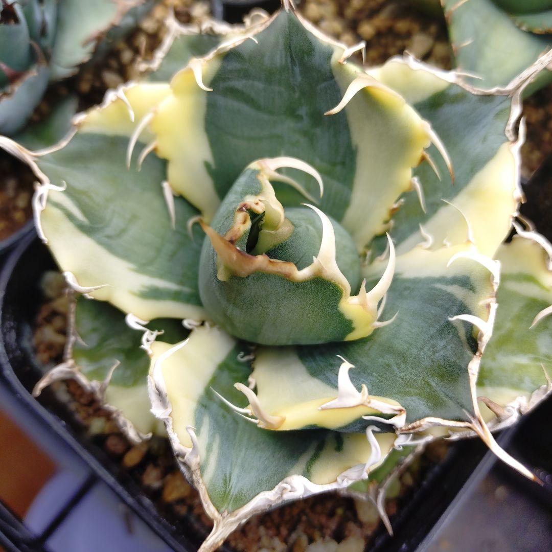 アガベ チタノタ 白鯨錦 永久斑 - メルカリ