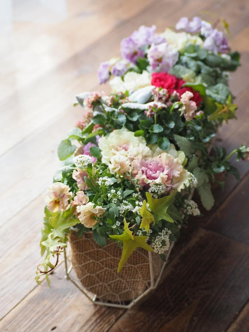 【お値引品】ビオラとジュリアンのマルチな寄せ植え