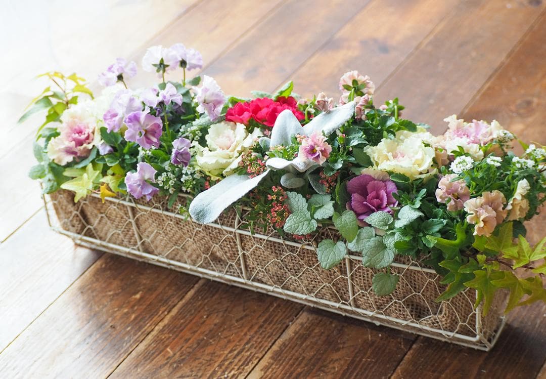 【お値引品】ビオラとジュリアンのマルチな寄せ植え