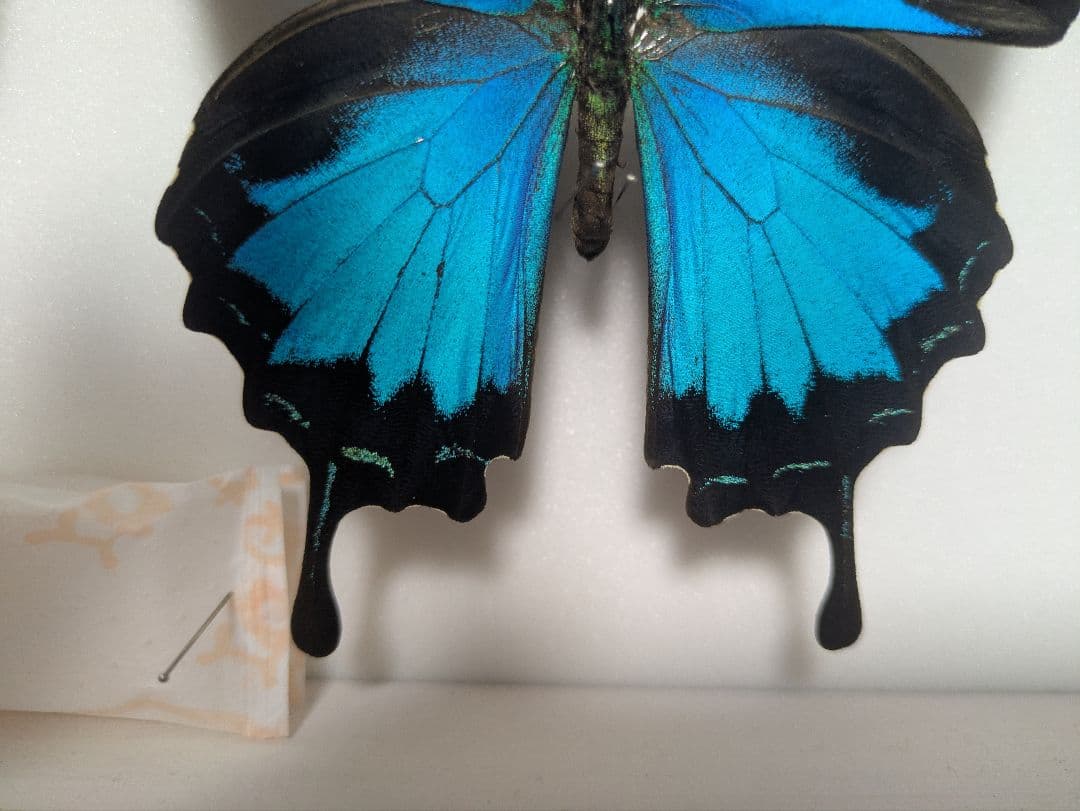 【コエポン】オオルリアゲハ【変異型２種】