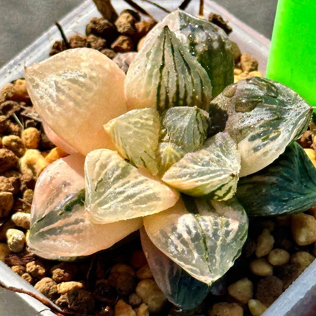 大紫水晶オブツーサ錦 超美株 ハオルチア 観葉植物 26 - メルカリ