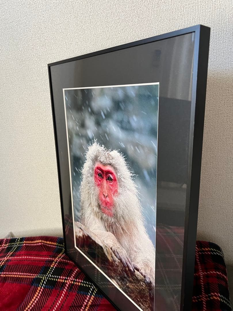 作家写真「雪の中、温泉でくつろぐ日本猿の写真」 - メルカリ