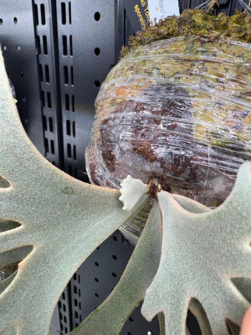 【平凡之鹿】ビカクシダ YMDS Totoro HHRナーセリータグ付け【板付