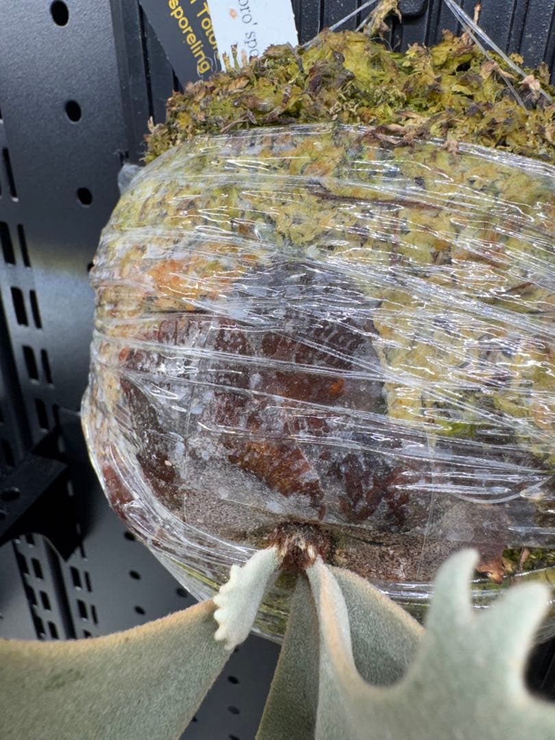 【平凡之鹿】ビカクシダ YMDS Totoro HHRナーセリータグ付け【板付