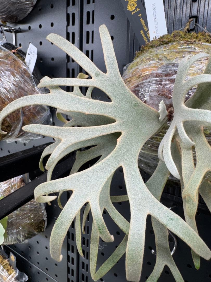 【平凡之鹿】ビカクシダ YMDS Totoro HHRナーセリータグ付け【板付