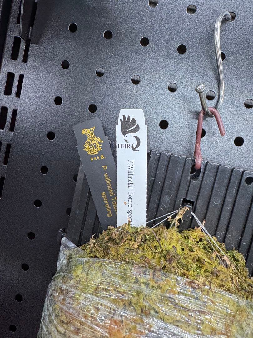 【平凡之鹿】ビカクシダ YMDS Totoro HHRナーセリータグ付け【板付