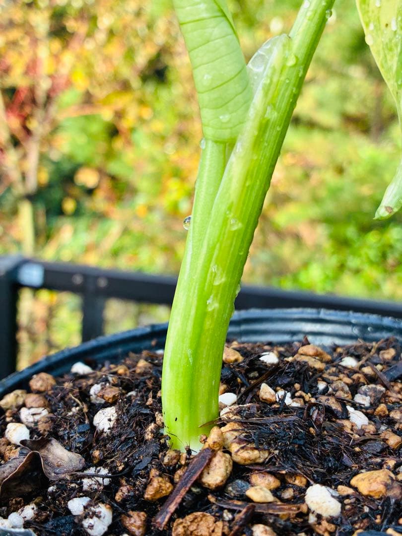 超絶希少❗️【美班】 モンステラ イエローマリリン デリシオーサ 黄斑