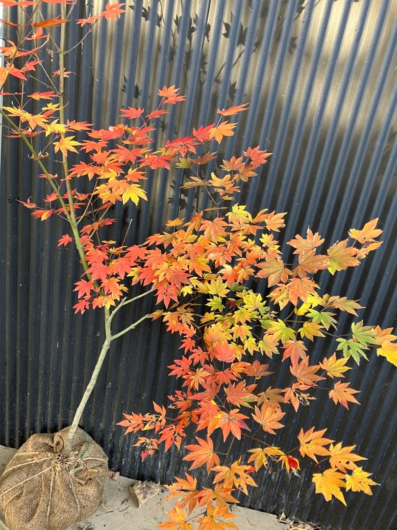 山採り　コハウチワカエデ　u