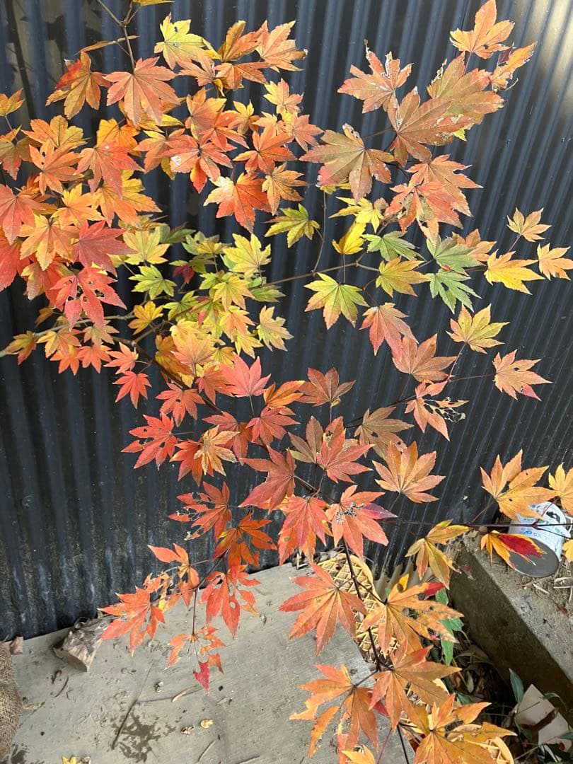 山採り　コハウチワカエデ　u