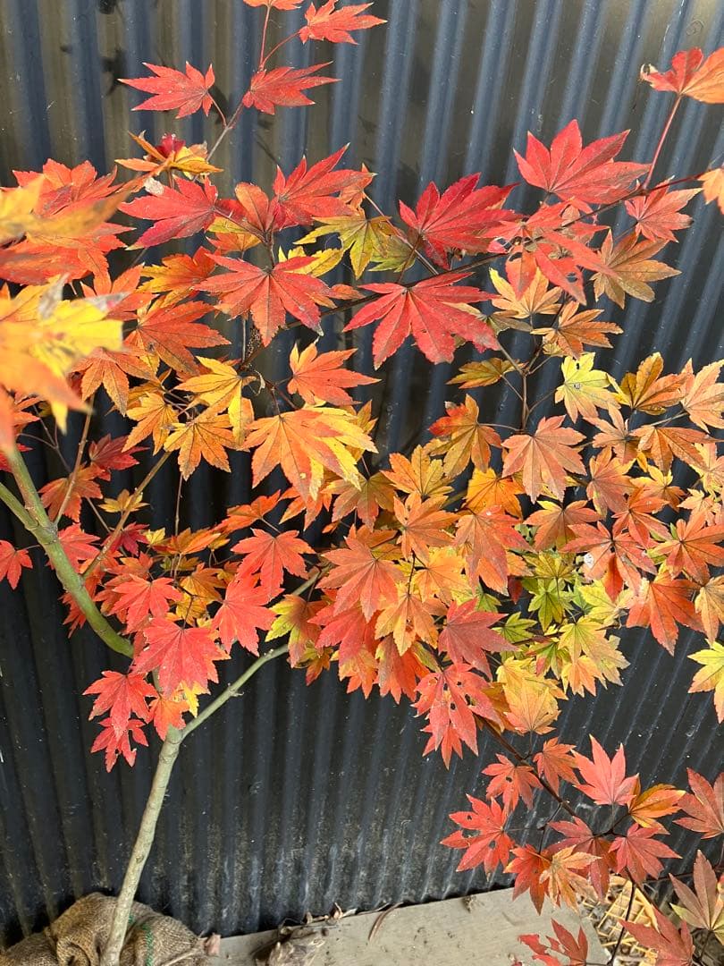 山採り　コハウチワカエデ　u