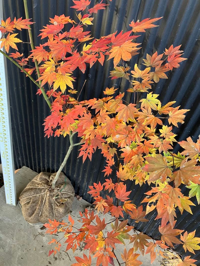 山採り　コハウチワカエデ　u