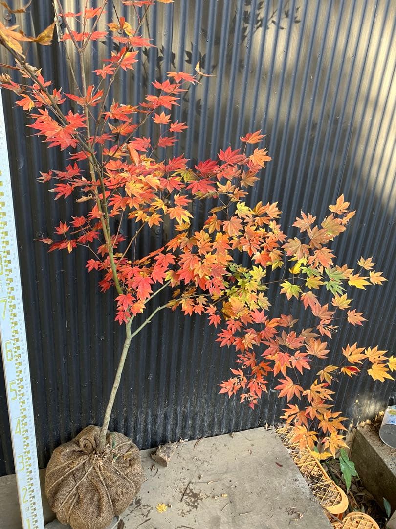 山採り　コハウチワカエデ　u