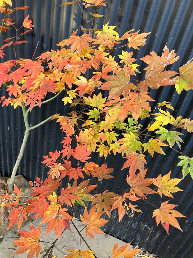 山採り　コハウチワカエデ　u