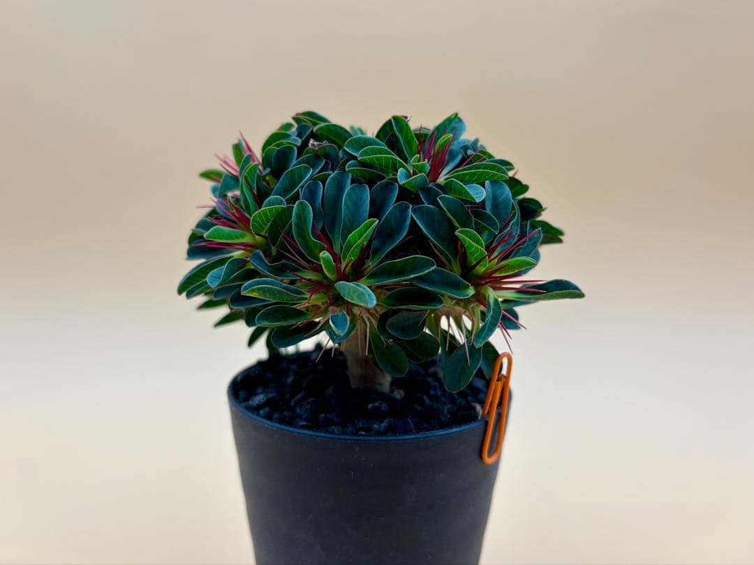 ユーフォルビア ギラウミニアナ 実生株 eg56 【鉢ごとメルカリ便】