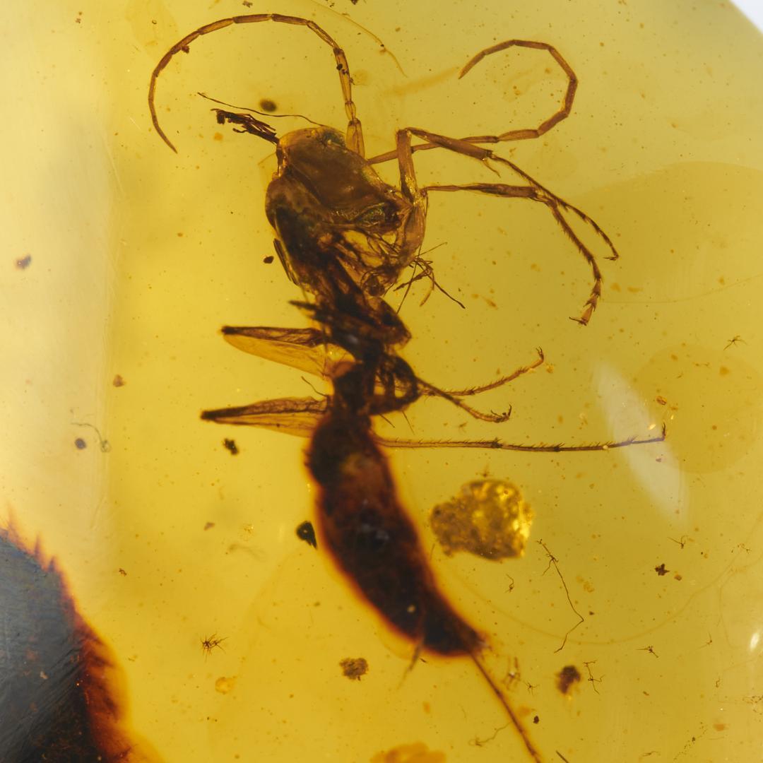 レア極上品 PA115虫入り琥珀化石 ミャンマーカムティかタナイ9900万年