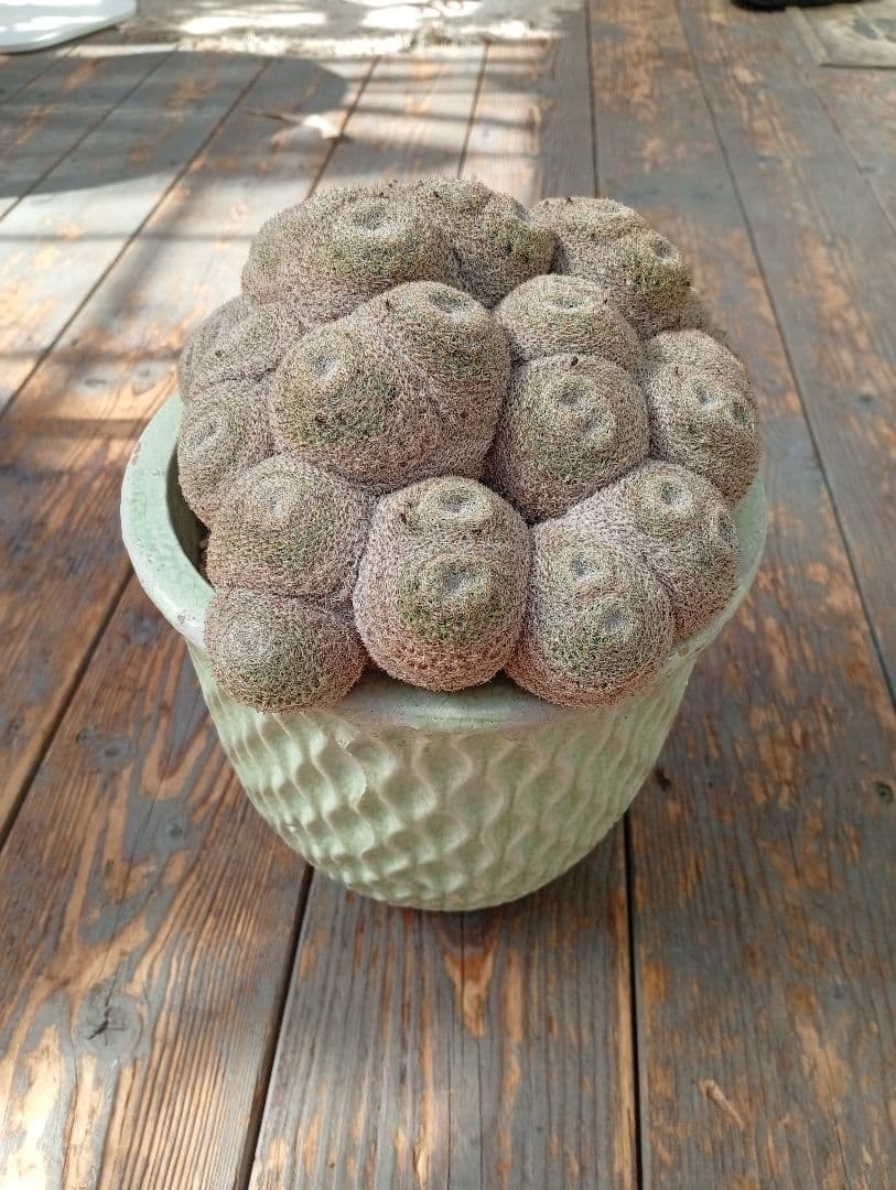 マミラリア　実生　個体名不明