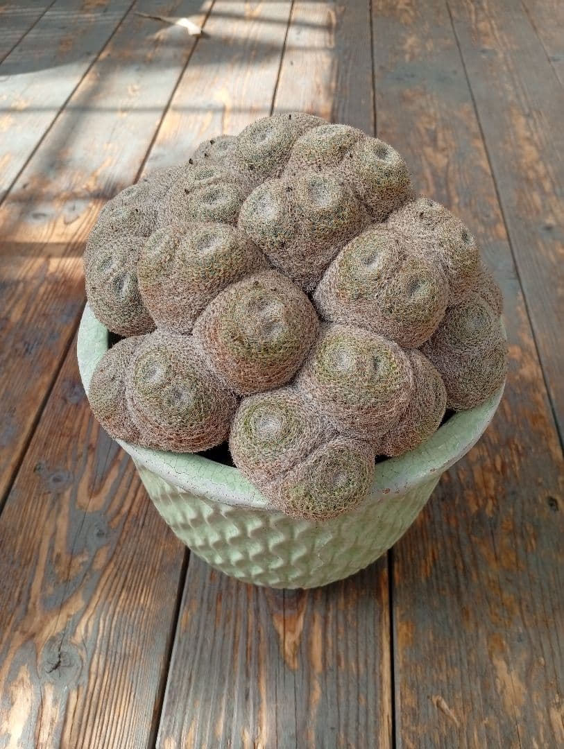 マミラリア　実生　個体名不明