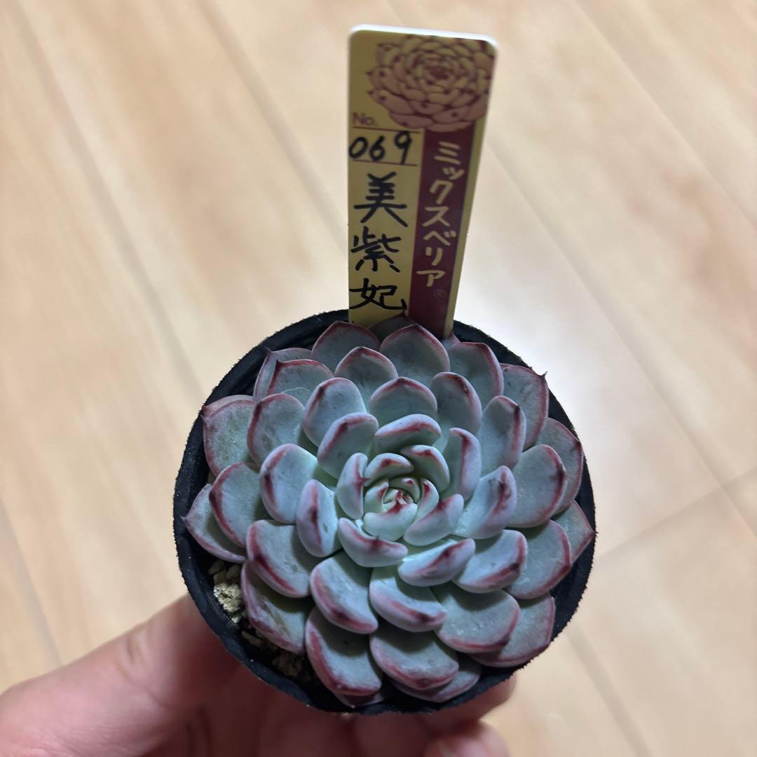 超希少 おらいさん苗 ミックスベリア 美紫妃 札付き 多肉植物NO.2