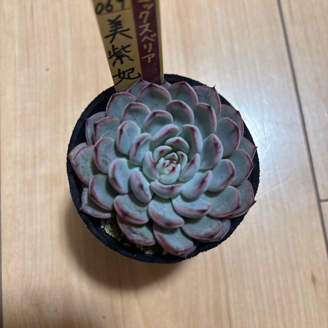 超希少 おらいさん苗 ミックスベリア 美紫妃 札付き 多肉植物NO.2