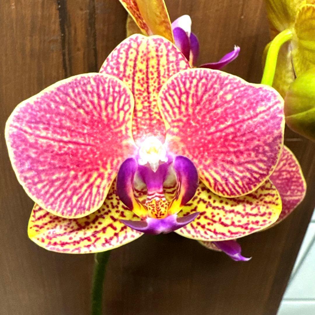 洋ラン洋蘭胡蝶蘭交配種コチョウラン Phal.Rea レア