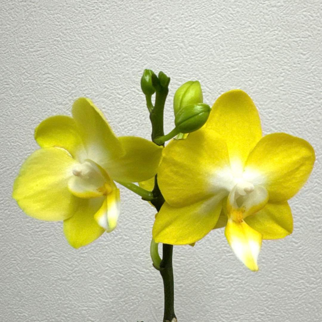 洋ラン洋蘭胡蝶蘭交配種コチョウラン Phal.Rea レア