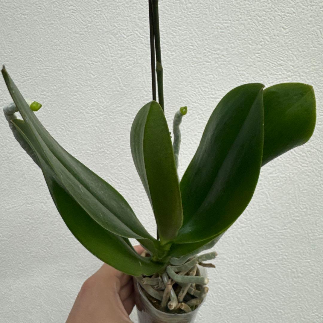 洋ラン洋蘭胡蝶蘭交配種コチョウラン Phal.Rea レア