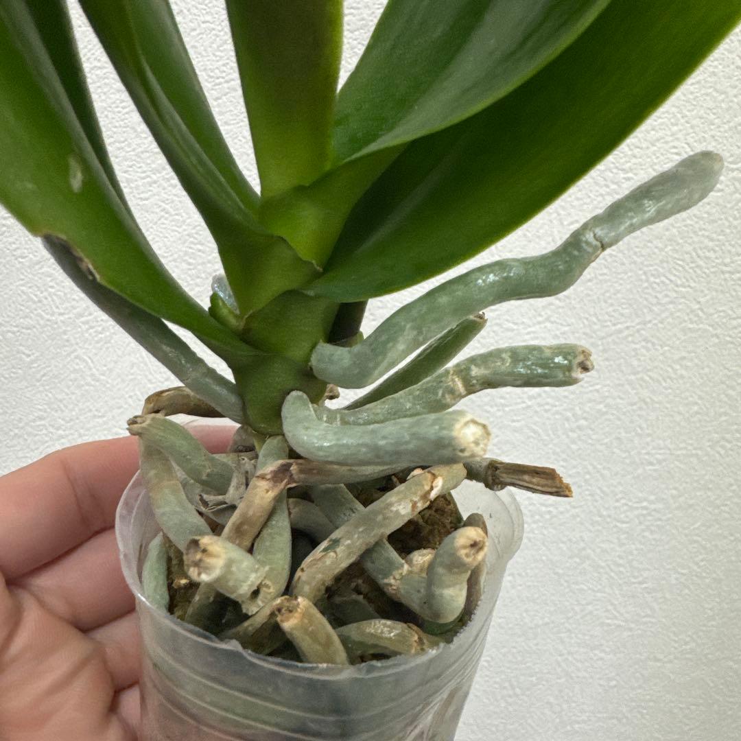 洋ラン洋蘭胡蝶蘭交配種コチョウラン Phal.Rea レア