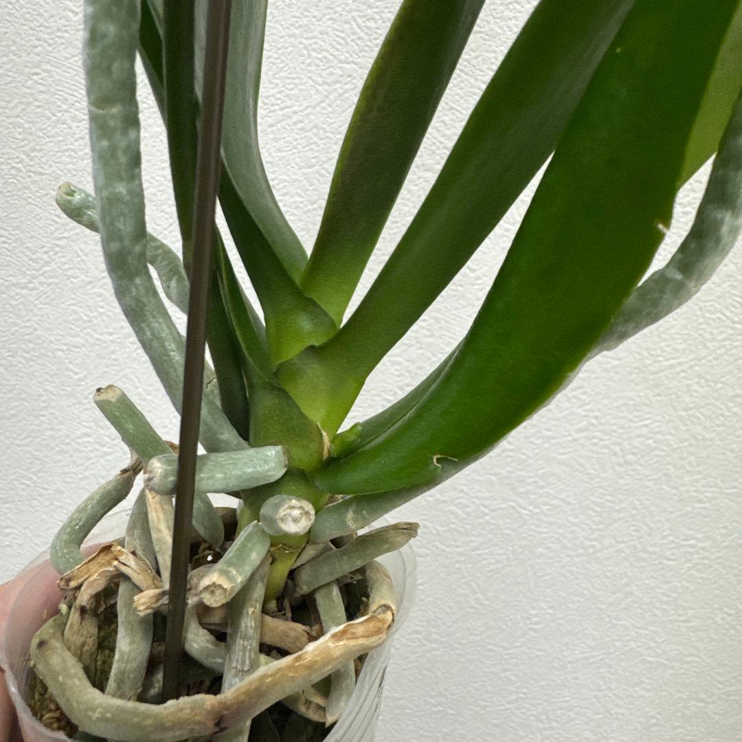 洋ラン洋蘭胡蝶蘭交配種コチョウラン Phal.Rea レア