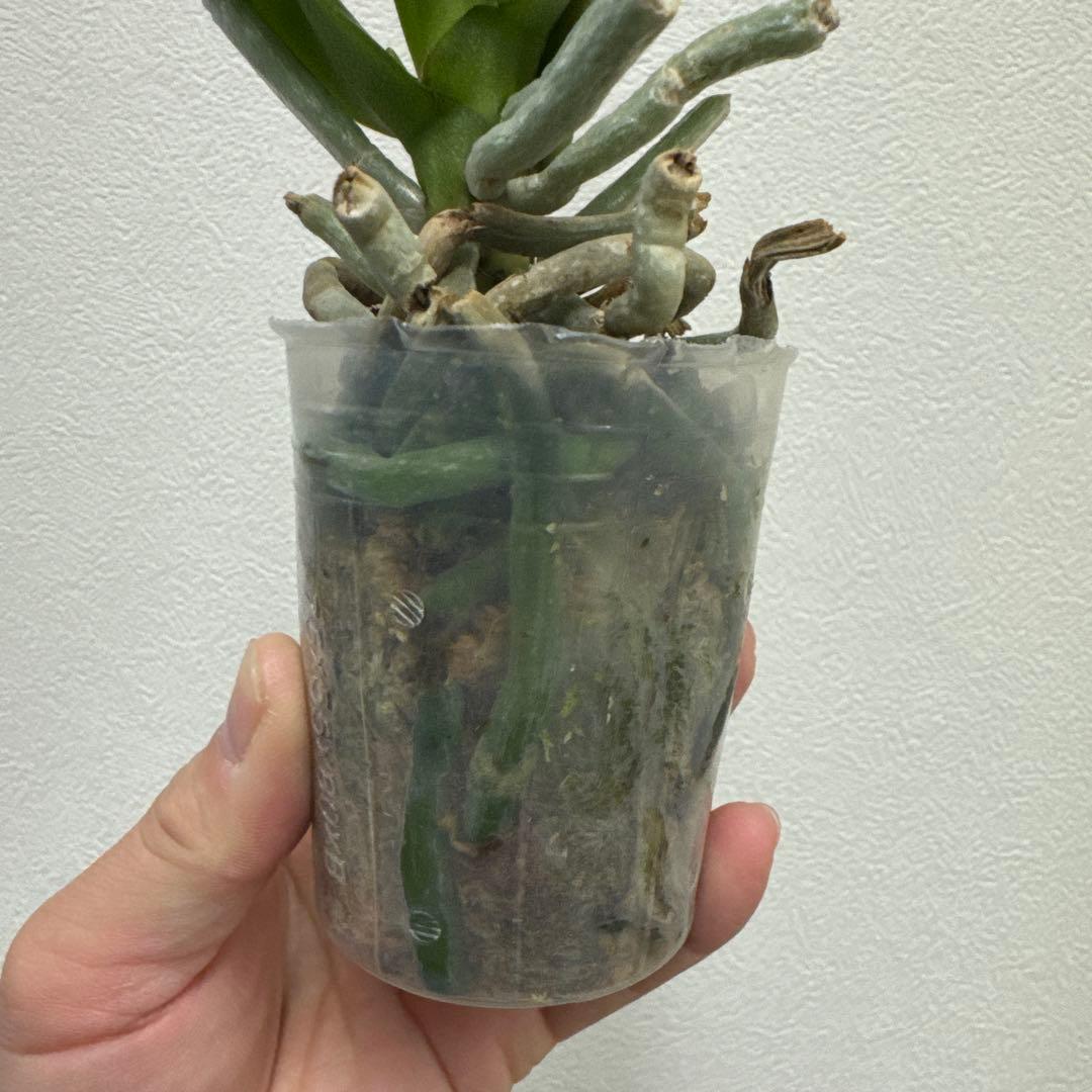 洋ラン洋蘭胡蝶蘭交配種コチョウラン Phal.Rea レア