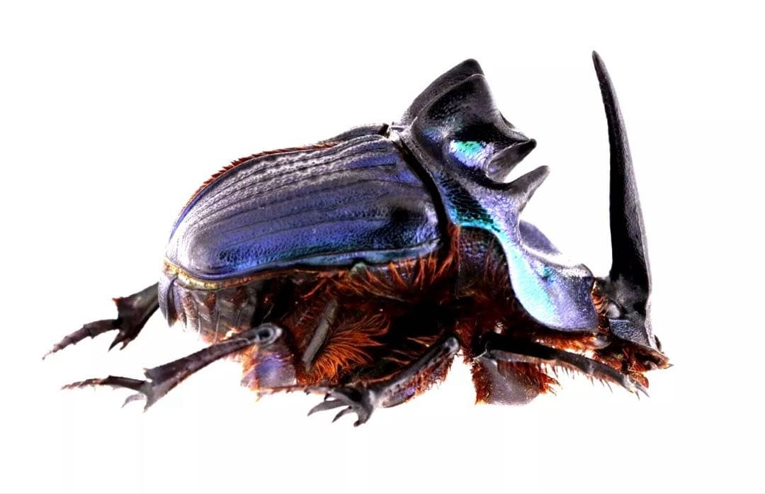 希少 カザリツノクワガタ 標本 昆虫標本